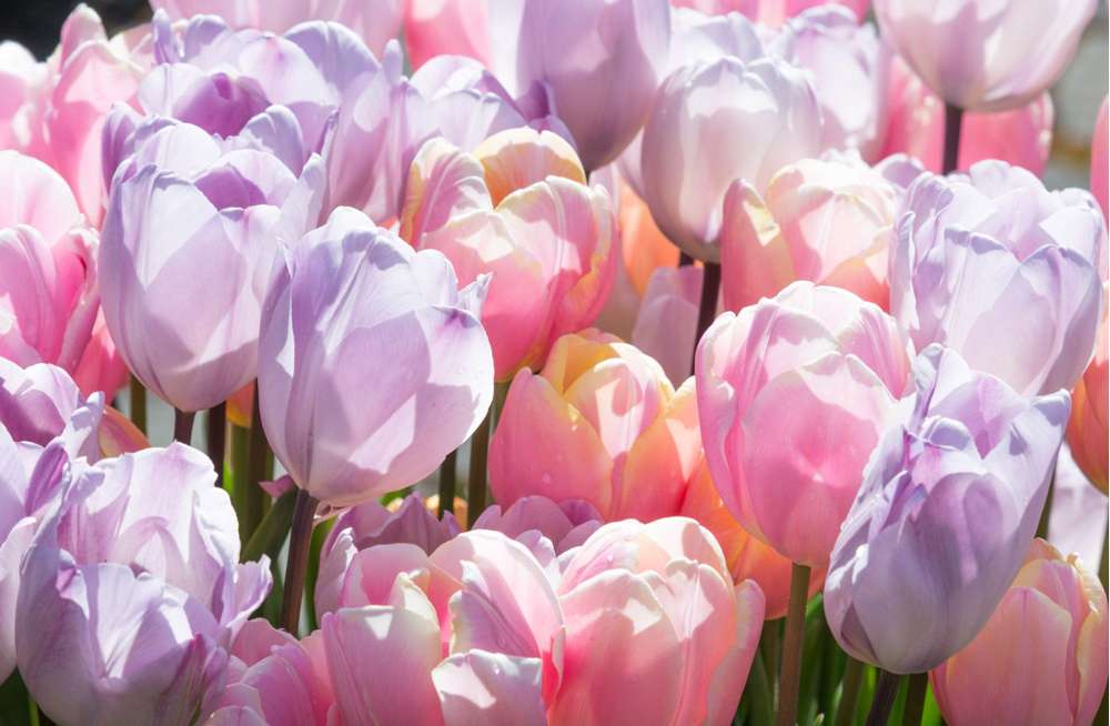 Bubblegum' tulppaanimix